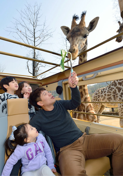 개장 1주년을 맞은 에버랜드의 로스트밸리가 더욱 생생한 사파리 체험을 위해 소형 수륙양용차를 도입했다. 관람객들이 차량 안에서 기린에게 먹이를 주고 있다. 사진제공｜에버랜드