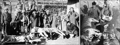 1917년 11월 함경남도 신창에서 사냥꾼들이 포획한 호랑이를 놓고 찍은 기념사진. 오른쪽 사진은 사냥 모임을 조직한 야마모토 다다사부로(왼쪽)와 조선인 포수 최순원. 에이도스 제공
