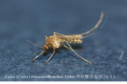 사진=일본뇌염 매개모기인 작은빨간집모기 암컷-보건복지부 제공
