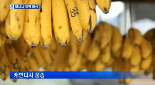 '바나나 전염병'