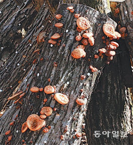 한라산 산간에서 인공재배되고 있는 표고버섯. 제주시는 표고버섯 주산지라는 명성을 되찾기 위해 새로운 품종 개발, 스토리텔링 강화 등의 사업을 추진한다. 임재영 기자 jy788@donga.com