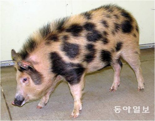 건국대 연구진은 면역기능이 결핍돼 인간의 장기를 이식해도 아무런 거부반응이 발생하지 않는 ‘인간화된 돼지’를 세계 최초로 개발했다. 건국대 제공