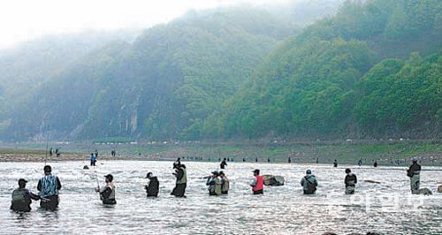 충북 단양군이 산란기를 맞은 쏘가리를 보호하기 위해 남한강 일원에서 다음 달 10일까지 단속을 벌이고 있다. 지난해 금어기가 풀린 후 열린 쏘가리 낚시 대회 모습. 단양군 제공