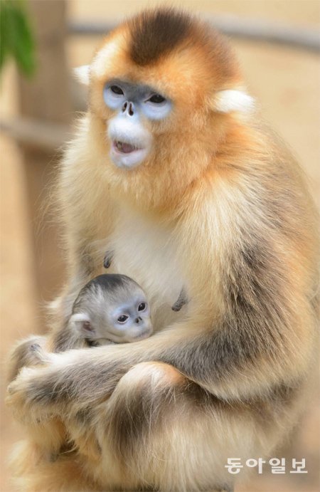 4일 경기 용인 에버랜드 동물원에서 태어난 아기 황금원숭이를 엄마 황금원숭이 ‘손소운’이 안고 있다. 삼성에버랜드 제공