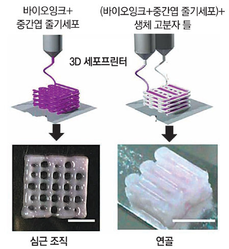 포스텍 조동우 기계공학과 교수팀이 3D 프린터용 바이오잉크를 개발해 심근 조직(왼쪽)과 연골 조직을 만드는 데 성공했다. 포스텍 제공