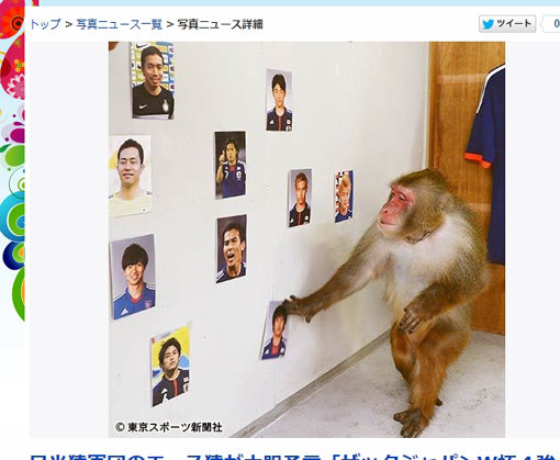 원숭이 에이타로가 벽에 붙은 사진을 보며 키 플레이어가 될 선수를 고르고 있다. 사진출처｜도쿄스포츠 홈페이지 캡처