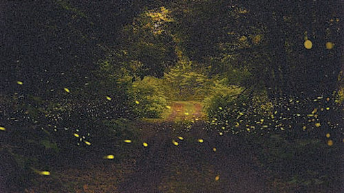 제주시 한경면 청수곶자왈에 집단서식하는 운문산 반딧불이가 저녁마다 화려한 빛으로 수놓고 있다. 난대아열대산림연구소 제공