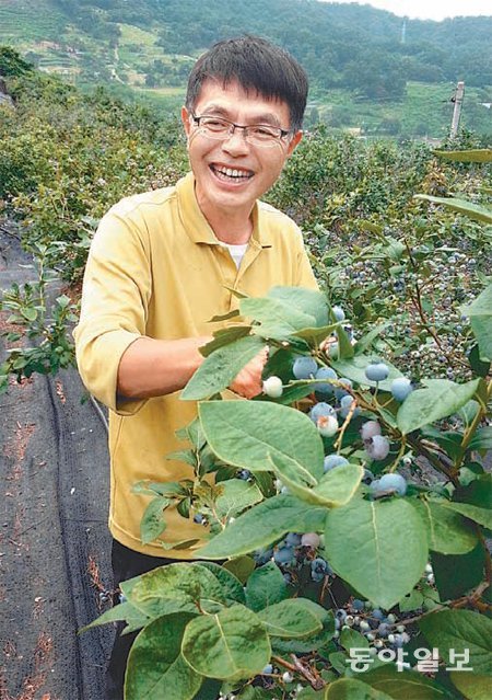 황인경 씨가 충북 옥천군 군북면 자신의 블루베리 농장에서 진한 보랏빛으로 익어가는 열매를 바라보며 환하게 웃고 있다. 이기진 기자 doyoce@donga.com