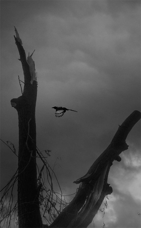 중랑천 연작 중 ‘Are You Going With Me’(2011년). 100점을 묶어 책으로 낼 예정이다. 더페이지갤러리 제공