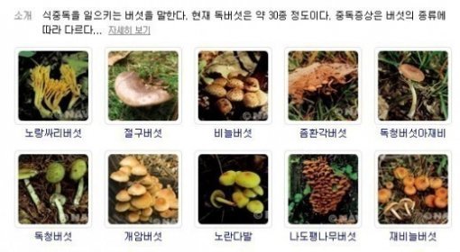 독버섯의 종류, 산에서 버섯 본다면 독버섯일 가능성 높아｜동아일보
