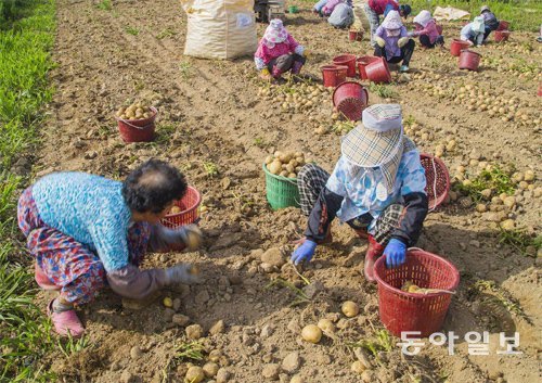 경북 안동의 농촌에서 감자를 수확하는 농민들. 성공적인 전원생활을 원하면 현지 주민들과 어울리려고 노력해야 한다. 동아일보DB
