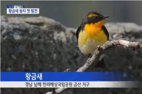 황금새 둥지 포착 (사진=YTN 보도영상 캡처)