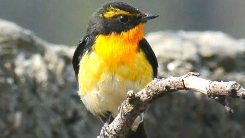 황금새 둥지 포착 (사진출처=YTN 보도영상 캡처)