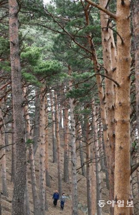 강원도 대관령 금강소나무. 동아일보DB