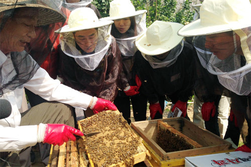 5월 서울 강동구 상일동 공동체 텃밭 양봉장에서 ‘도심양봉 교육과정’ 참가자들이 실습을 하고 있다. 강동구는 지난해 도심양봉을 처음 시작해 약 400kg의 꿀을 수확했다. 강동구청 제공