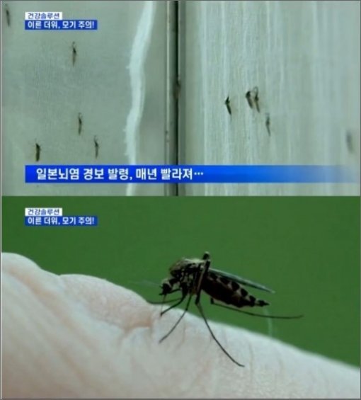 모기 물린 곳 대처 방법 (사진= MBN)