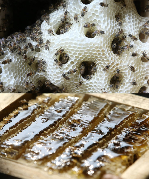 토종벌은 벌통 안에 집을 짓고 꿀을 저장한다. 꿀이 가득 들어찬 벌집 내부 모습.