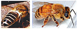 토종벌(왼쪽)은 서양벌보다 크기가 다소 작은 반면 날개는 조금 더 큰 편이다. 토종벌의 몸통에는 검정 바탕에 흰 줄이 있고 서양벌의 몸통에는 노란 바탕에 검은색 줄이 있다. 한국한봉협회 제공