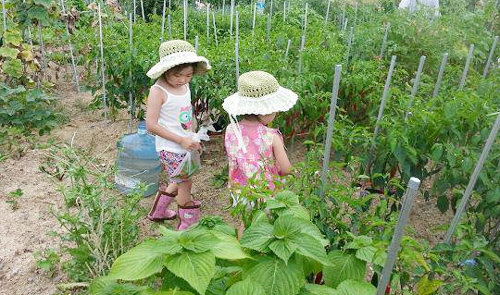 부산 강서구 명지동 공영 시민텃밭이 시민들에게 인기다. 어린이들이 텃밭에서 수확의 기쁨을 체험하고 있다. 부산시 제공