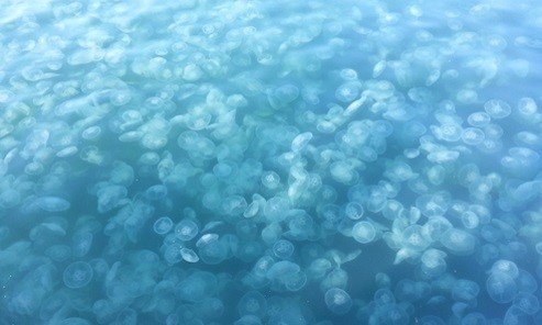 출처= 국립수산과학원 제공