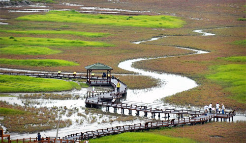 전남 신안군 증도면 염생식물원. 신안군 제공
