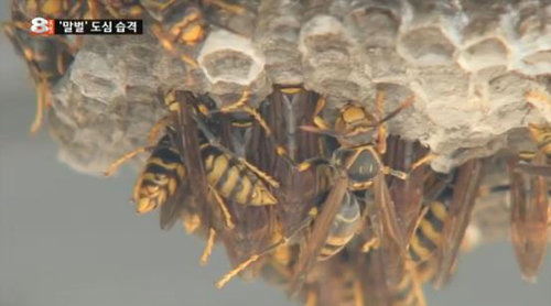 사진 출처=MBN 보도 영상 캡처