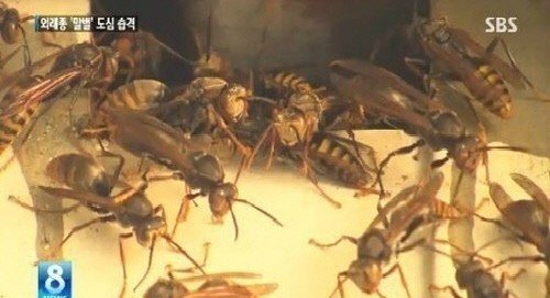 말벌 개체수 급증. 사진 = SBS 뉴스 화면 촬영 (해당 사진은 기사와 관련 없음)