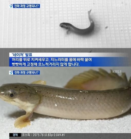 걷는 물고기. 사진 = KBS1 뉴스 화면 촬영