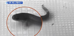 사진=KBS 뉴스 캡처.