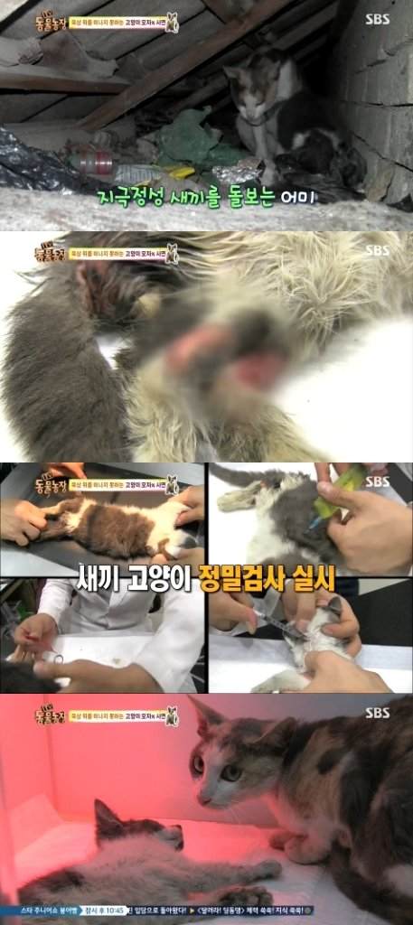 사진=SBS ‘TV동물농장’ 방송 화면 캡쳐