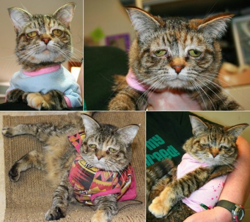 슬픈 얼굴의 고양이 터커 | 사진=퍼펙트팔