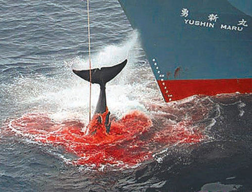 2006년 일본 고래잡이 선단 중 가공 설비를 갖추고 있는 어선인 ‘유신 마루’가 바다에서 포획한 고래를 끌어올리고 있다. 사진 출처 그린피스