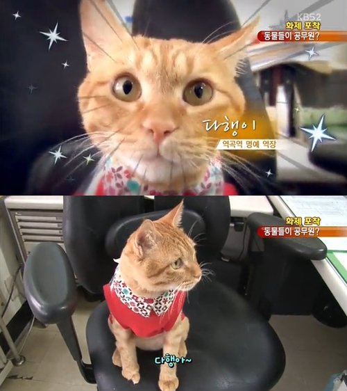 고양이 명예 역장. 사진 = KBS 2TV ‘KBS 아침 뉴스타임’ 화면 촬영
