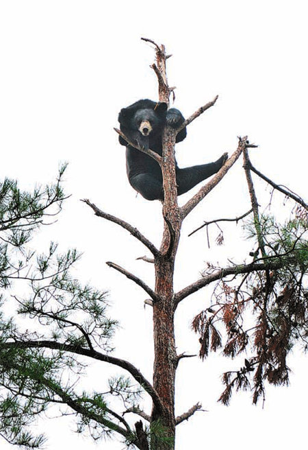 나무 꼭대기까지 올라가 있는 반달가슴곰. 반달가슴곰은 큰 덩치에도 불구하고 날카로운 발톱을 이용한 나무타기 실력이 뛰어나다.