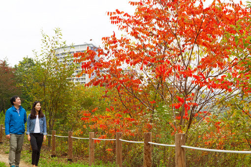 한껏 무르익은 가을을 오감으로 느낄 수 있는 하이원 리조트의 둘레길 ‘하늘길’. 사진제공｜ 하이원 리조트