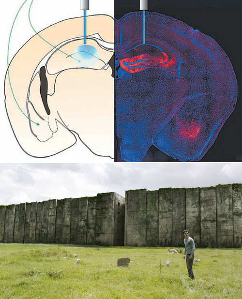 영화 ‘메이즈 러너’의 주인공은 모든 기억이 지워진 채 거대한 미로가 가로막고 있는 미지의 공간에 갇힌다. 실제로 미국 MIT 연구진은 쥐의 뇌에 광섬유를 삽입해 빛으로 신경세포를 자극하는 방식으로 기억을 조작하는 데성공했다(위 사진). 이십세기폭스코리아·MIT 제공