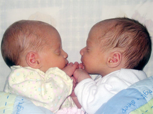 생후 2주 된 쌍둥이 형제. 하나의 수정란이 반으로 갈라지면 일란성 쌍둥이가 되고, 난자 2개가 각각 다른 정자와 결합해 2개의 수정란을 만들면 이란성 쌍둥이가 된다. 사진 출처 위키피디아