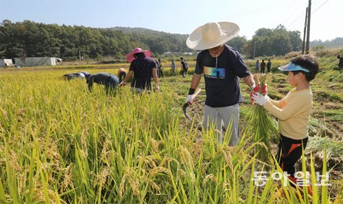 우리 동네 사람들’ 청년들이 9일 인천 강화군 공동 경작지에서 유기농 벼를 추수하고 있다. 인천=홍진환 기자 jean@donga.com