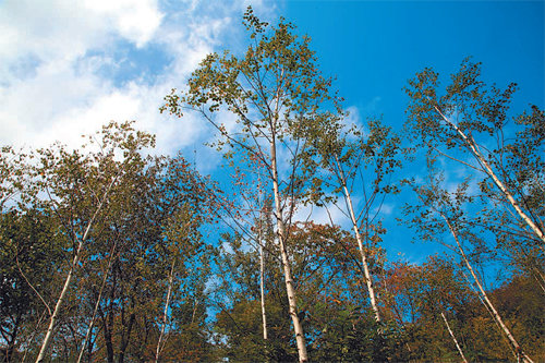 파란 가을하늘 아래 자작나무의 하얀 나무껍질이 더더욱 하얗게 빛난다. 곤지암 화담숲에 조성된 자작나무 숲.