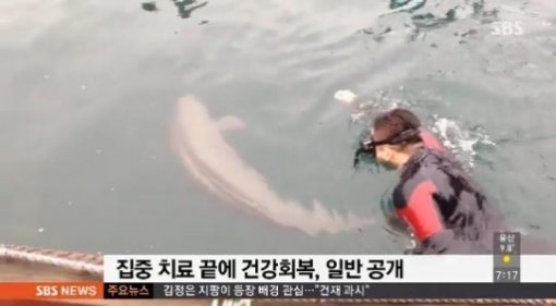토종 돌고래 상괭이 (출처=SBS)