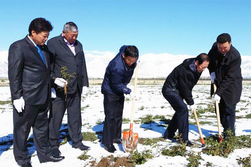 키르기스스탄 약초시범재배단지에서 열린 감초 품평회에서 김영석 영천시장(오른쪽에서 두 번째)과 참석자들이 삽으로 감초를 수확하고 있다. 영천시 제공