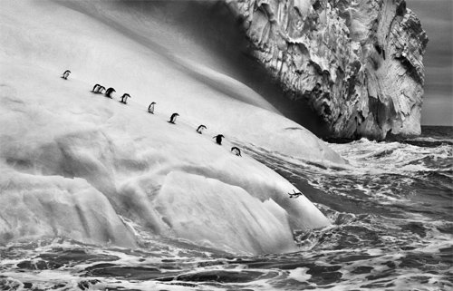 ⓒ photo by Sebastiao Salgado/Amazonas images