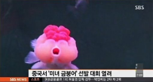 사진제공=중국 미녀 금붕어 선발대회/SBS