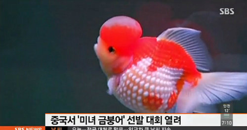 중국 미녀 금붕어 선발대회. 사진 = SBS 뉴스 화면 촬영