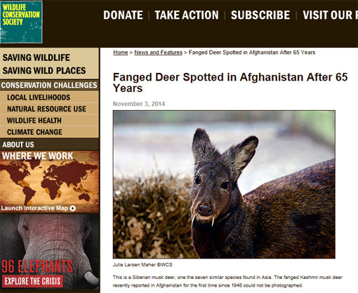 ‘뱀파이어 노루 발견’.