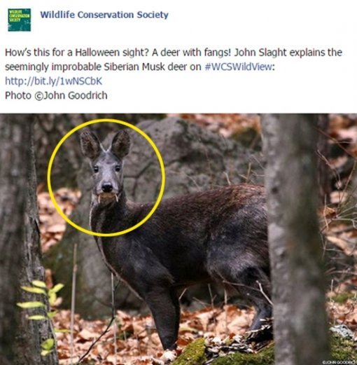 뱀파이어 노루 발견. 사진 = 국제야생동물보존협회 페이스북