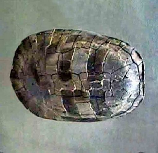 9000만 년 전 거북화석