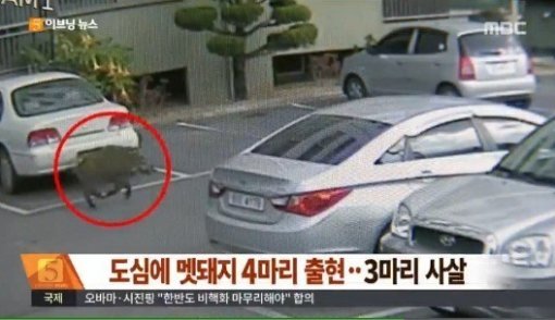 ‘경주 도심 멧돼지 소동’. 사진=MBC 뉴스 캡처