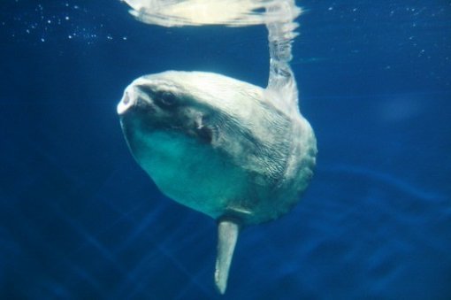 개복치 특징(사진=한화호텔앤리조트)