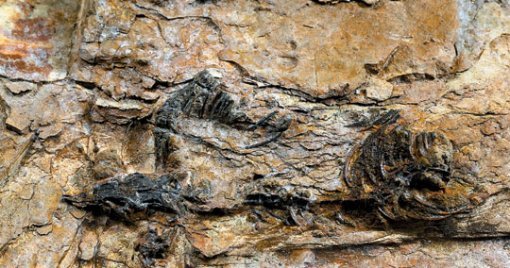 초소형 육식공룡 화석 발견